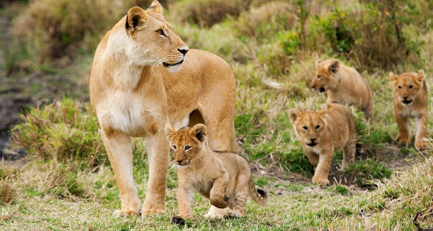 Parque Nacional Serengeti na Tanzânia: o que o diferencia?